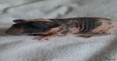 Guinea Pig rodents Skinny pigs + werewolfs .Various ages + prices. - Advert 12