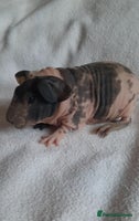 Guinea Pig rodents Skinny pigs + werewolfs .Various ages + prices. - Advert 5
