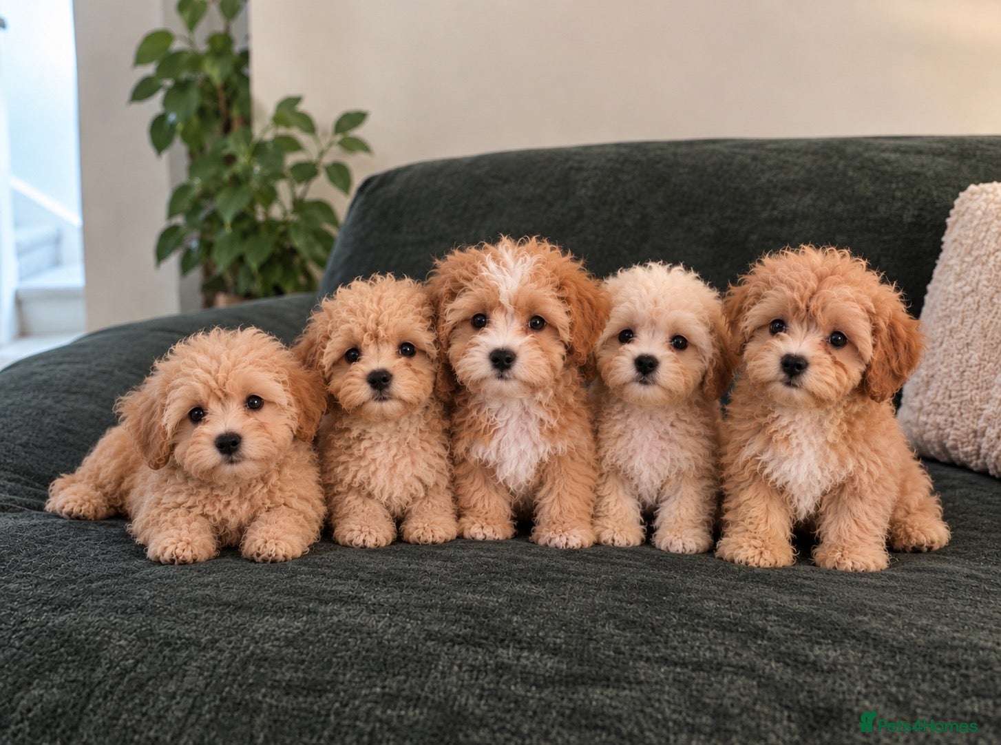 Maltipoo dogs Beautiful Asian maltipoo puppies  - Advert 1