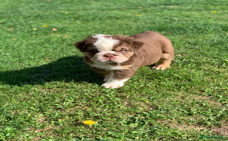 English Bulldog dogs - Advert 3