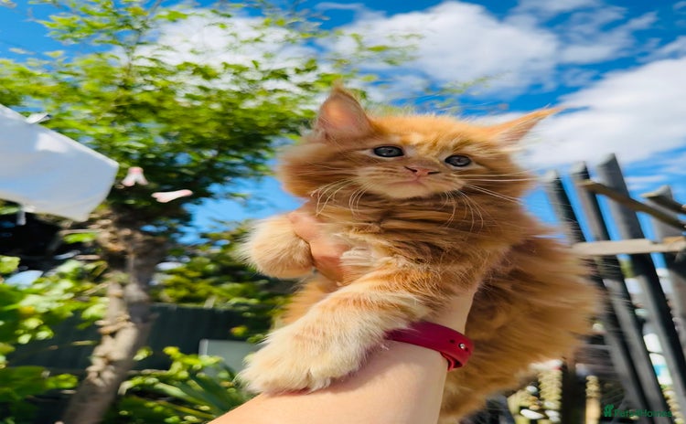 Maine Coon cats - Advert 10