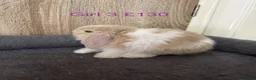 Mini Lop rabbits for sale: Pure Baby Mini Lops For Sale - Advert 9