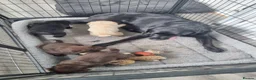 Labrador Retriever dogs for sale: Ruby's litter in Peterlee - Advert 7
