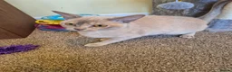 Burmese cats for sale: Beautiful Pedigree Lilac Tortie Burmese Kitten - Advert 9