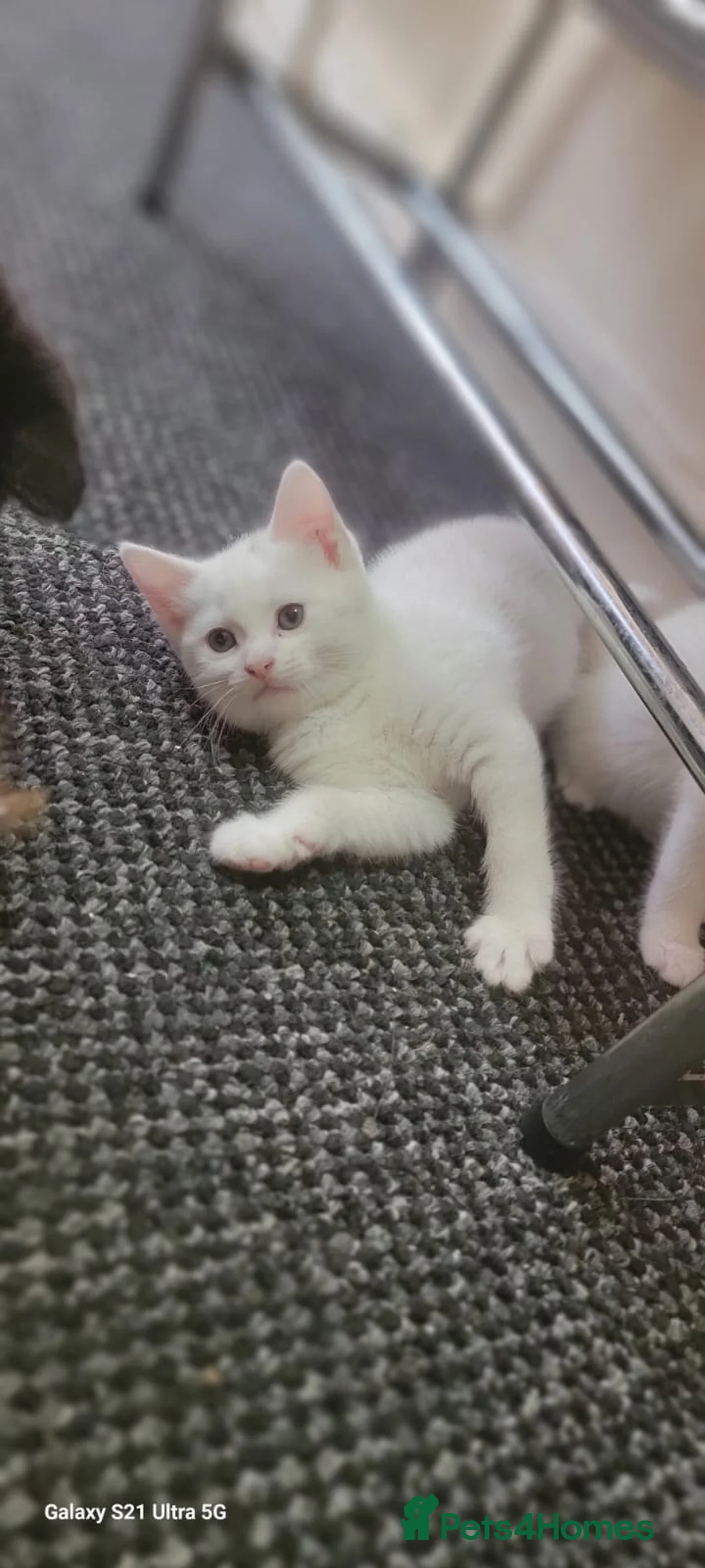 Turkish Angora cats for sale: White fluffy, turkish angora kittens  - Advert 1