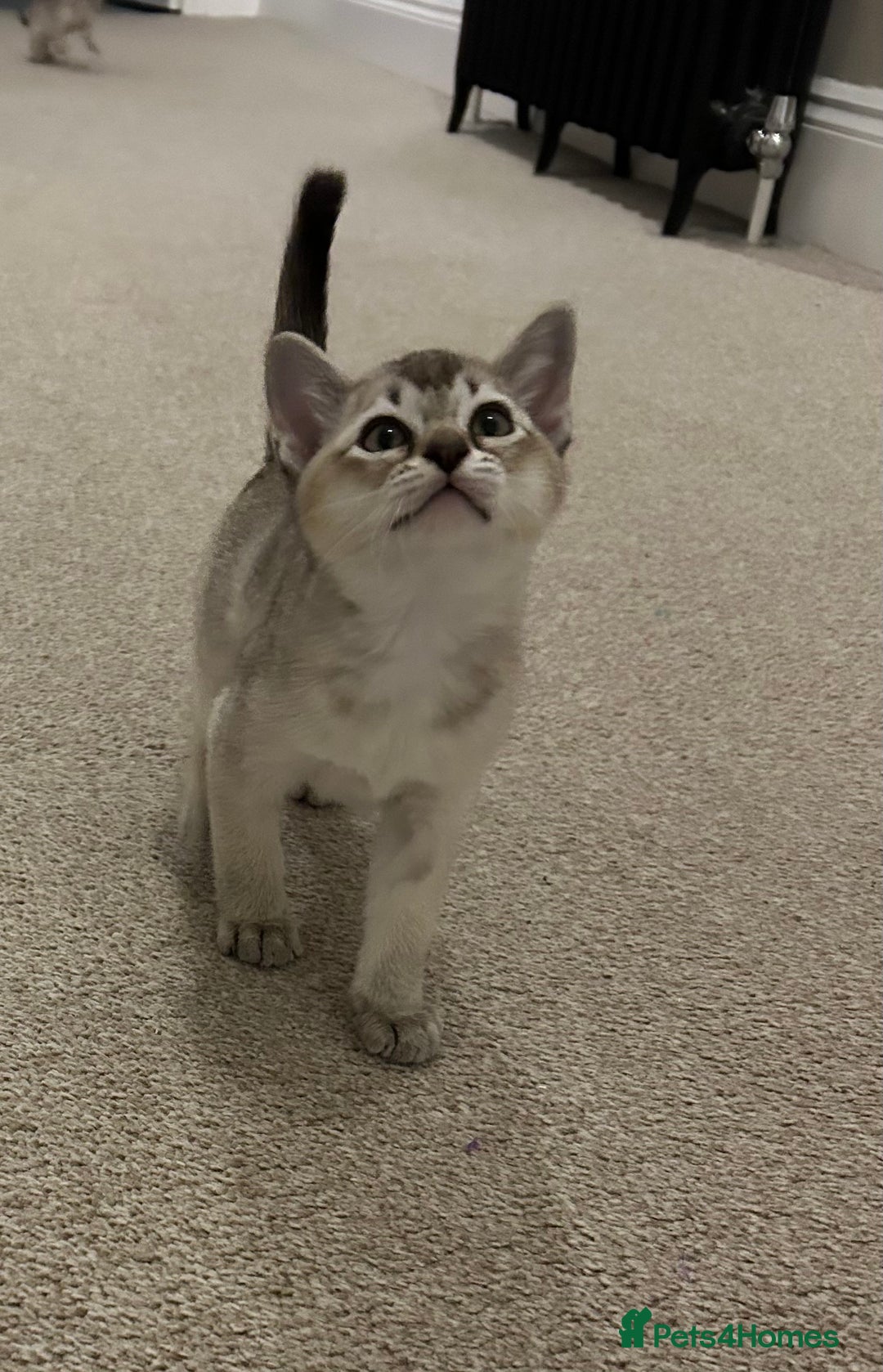 Burmese cats for sale: Stunning Asian Kittens. - Advert 3