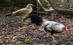 Chickens poultry for sale: Pair of Fairchild American gamefowl - Image 1