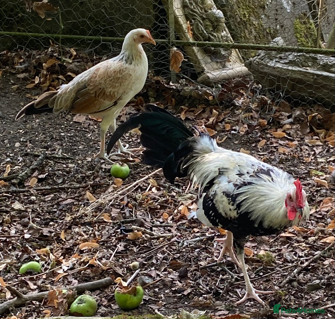 Chickens poultry for sale: Pair of Fairchild American gamefowl - Image 1