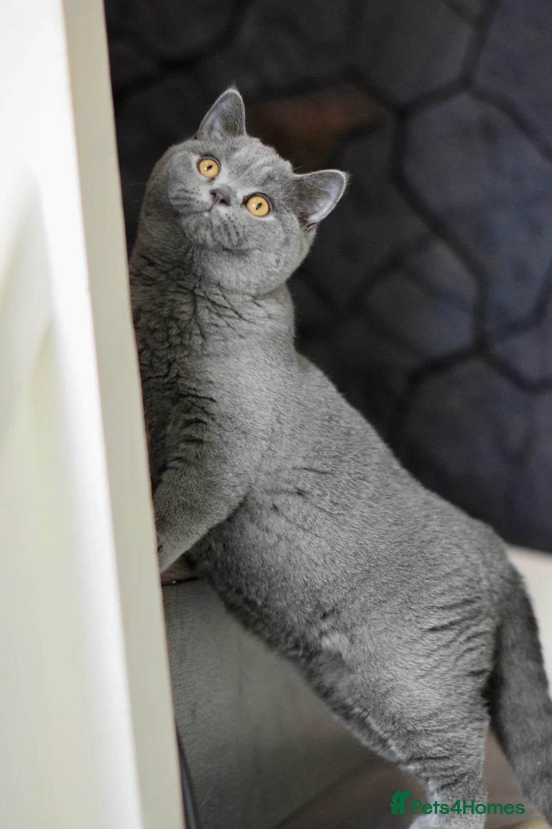 British Shorthair cats for sale: GCCF reg blue kittens ready to go from  - Advert 9