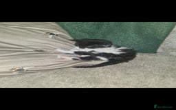 Devon Rex cats for sale: Stunning half devon rex kittens  - Image 7