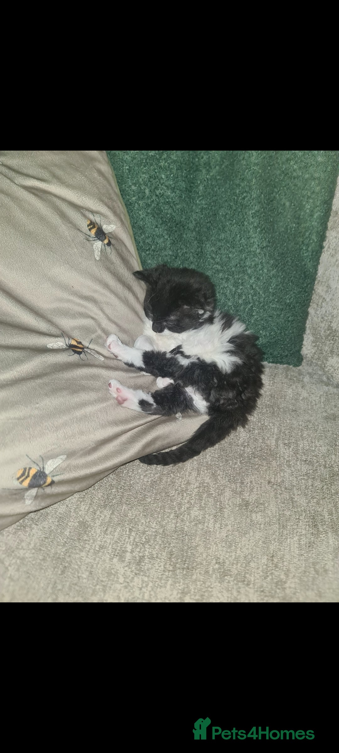 Devon Rex cats for sale: Stunning half devon rex kittens  - Image 7
