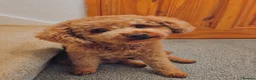 Cavapoo dogs for sale: WAITING LIST F1cavspoos ExtensivelyHealthTested  - Advert 1