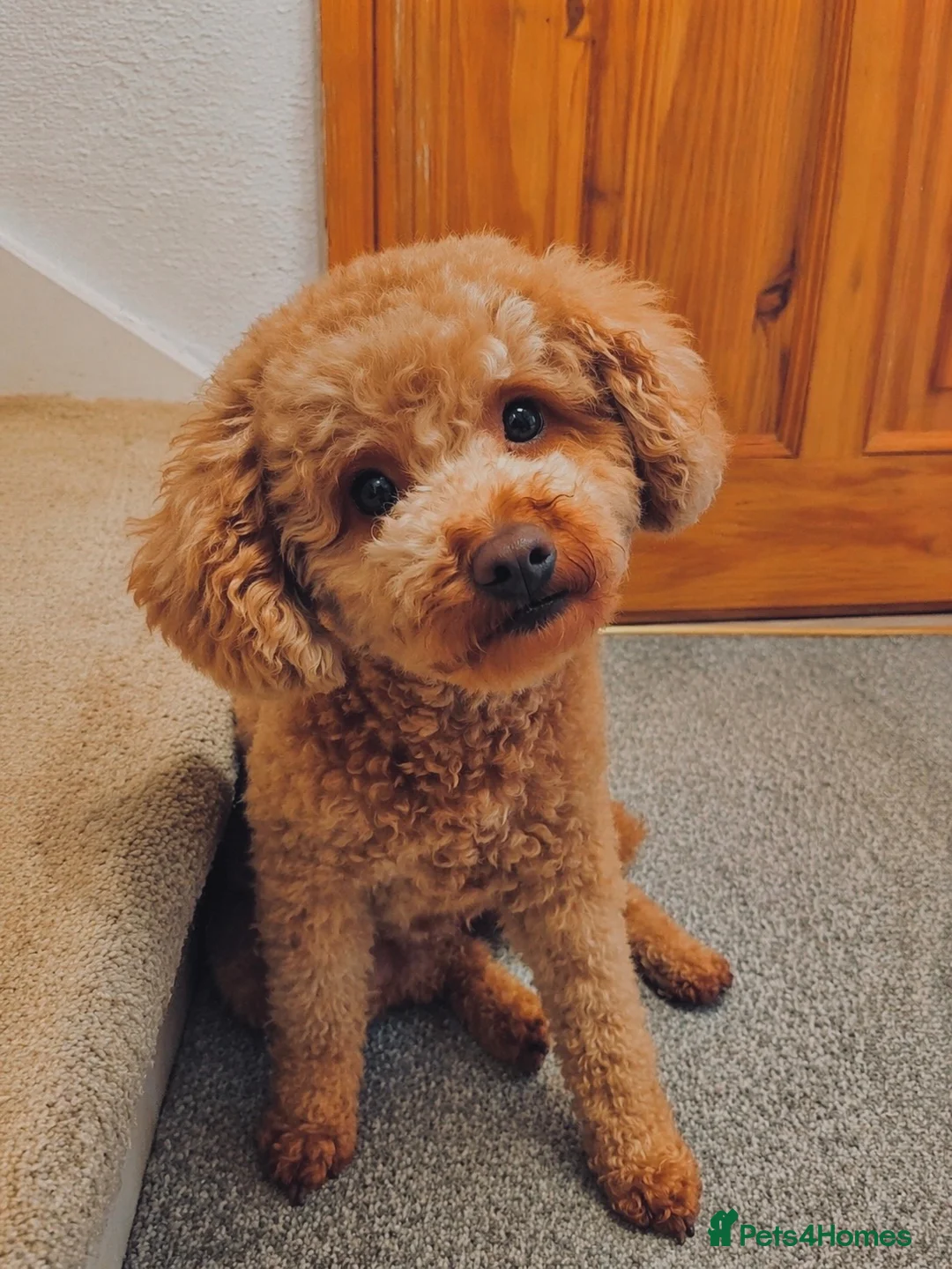 Cavapoo dogs for sale: WAITING LIST F1cavspoos ExtensivelyHealthTested  - Advert 1