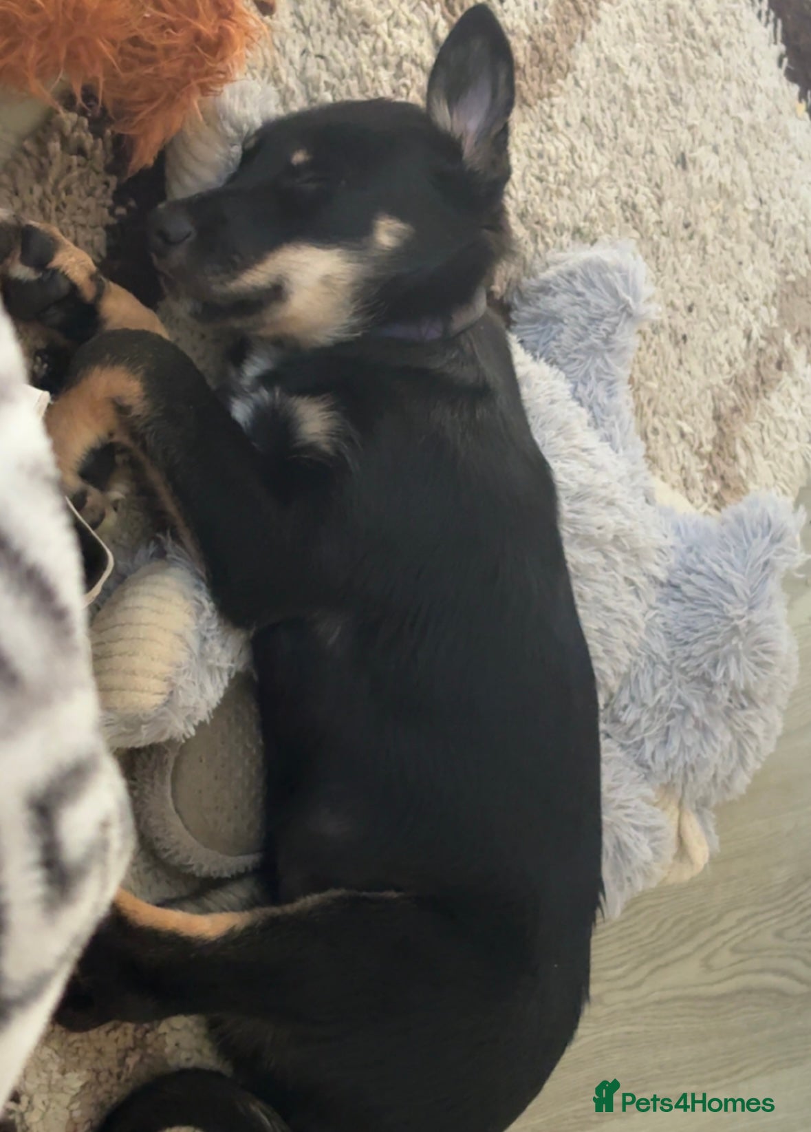 Mixed Breed dogs for sale: Bruno  in Abertillery - Advert 7