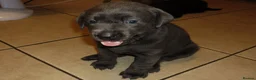 Labrador Retriever dogs for sale: 7 BEAUTIFUL FRIENDLY PUPPIES FOR SALE  - Advert 4