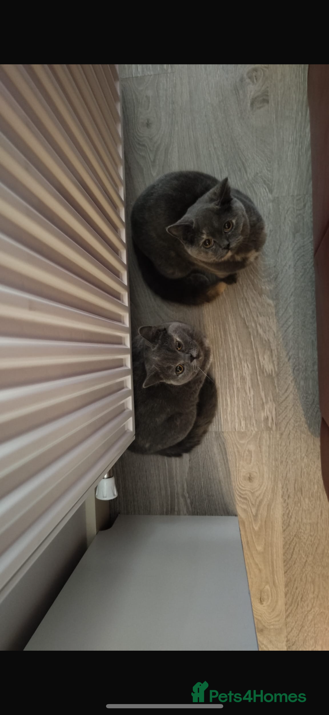 British Shorthair cats for sale: Lovely British short hair twins - Image 1