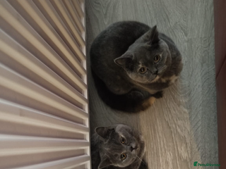British Shorthair cats for sale - Advert 1