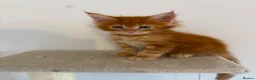 Maine Coon cats for sale: 🧡 Pedigree TICA Registered Maine Coon Kittens 🧡 - Advert 10