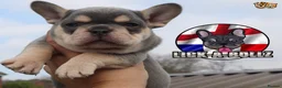French Bulldog dogs for stud: BRUCE ALMIGHTY (MASKLESS) Lilic and tan in Manchester - Advert 9