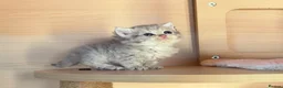 Selkirk Rex cats for sale: Beautiful Selkirk Rex Shorthair Kittens  - Advert 38