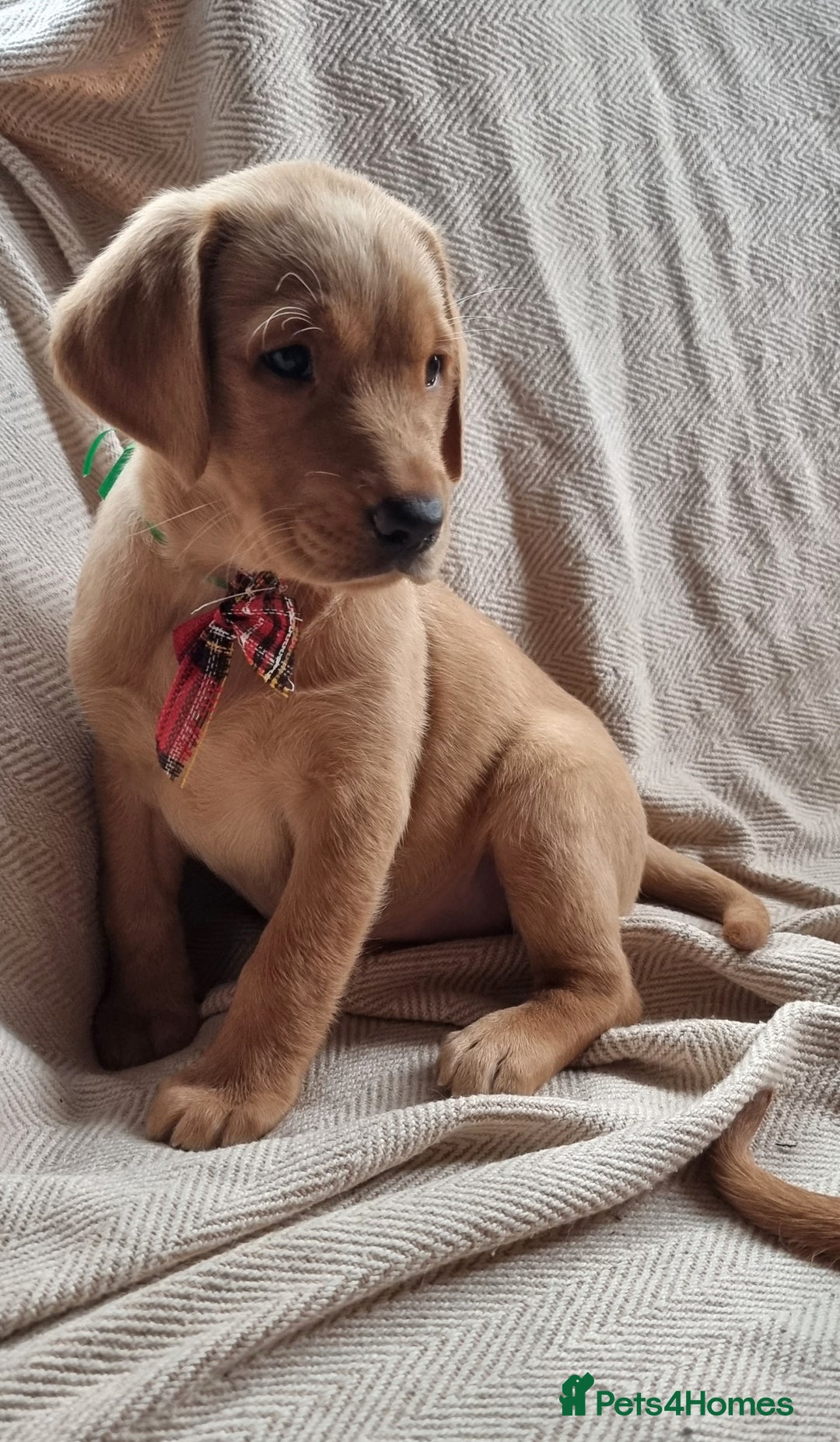 Labrador Retriever dogs for sale: Beautiful Yellow & Fox Red Labrador puppies. - Advert 13