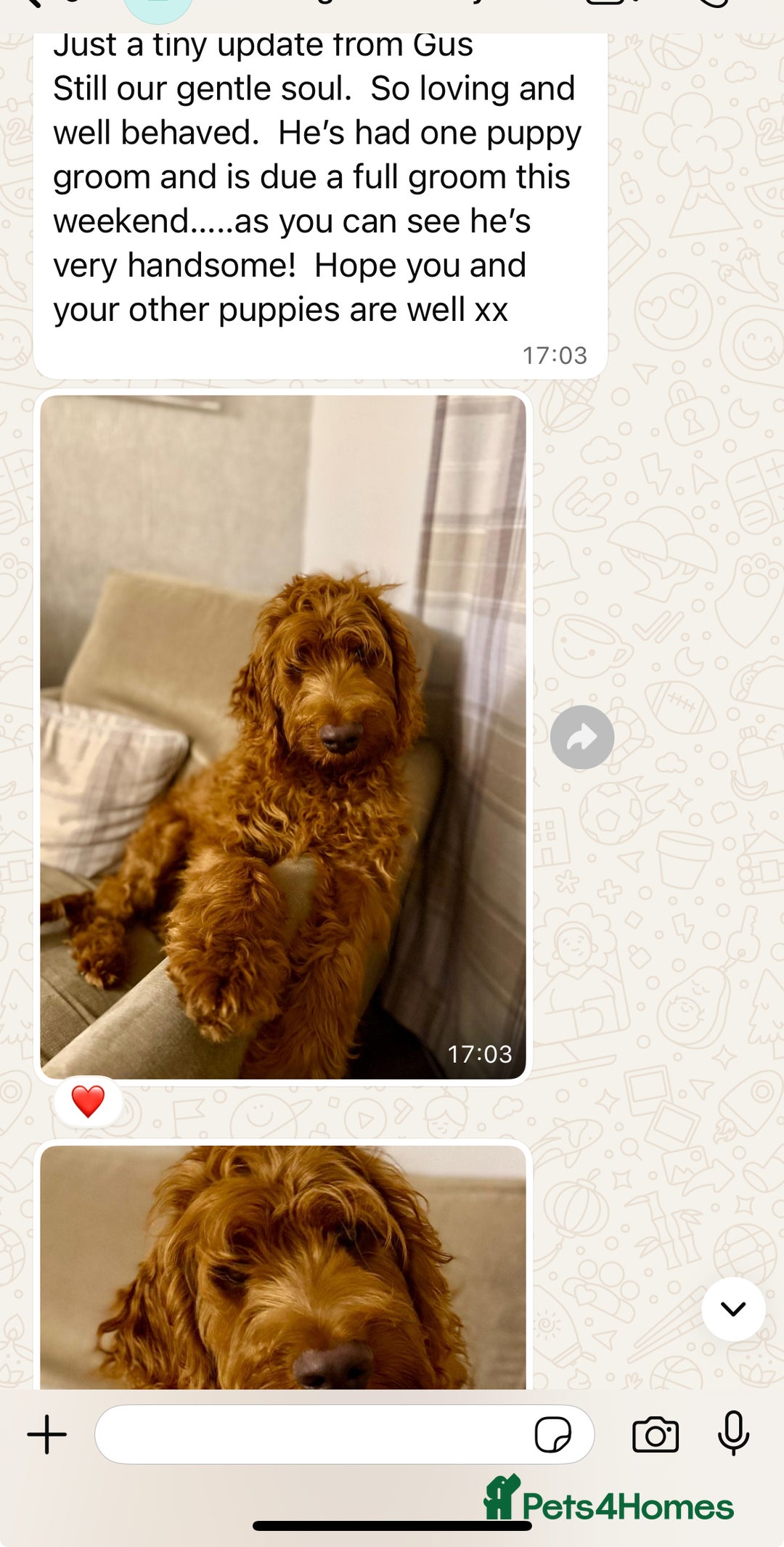 Goldendoodle dogs for sale: multigenerational Australian Red double doodles  - Advert 19
