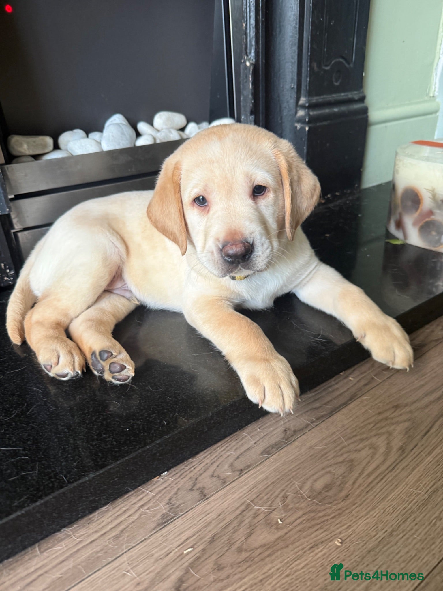 Labrador Retriever dogs KC Registered litter 1 chunky boy left - Advert 2