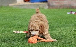 Cockapoo dogs for sale: Beautiful F1 Cockapoo puppies for sale - Image 4