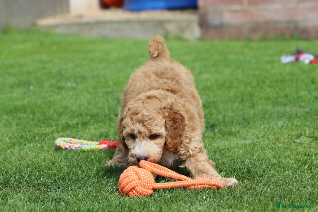 Cockapoo dogs for sale: Beautiful F1 Cockapoo puppies for sale - Image 4