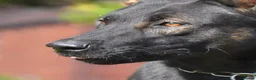 Mixed Breed dogs for sale: 🔥 PH1 BULLHERDERS BREEDING 🔥 - Advert 16