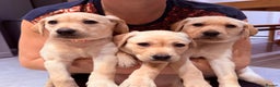 Labrador Retriever dogs for sale: Only 2 golden girls left! Ready for forever homes! - Advert 2