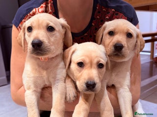 Labrador Retriever dogs Only 3 labs left! Pups ready next week! - Advert 16