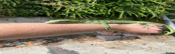 Monitor reptiles for sale: Varanus Reisengeri PAIR (Yellow Tree Monitors) - Advert 5