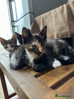 Mixed Breed cats - Advert 11