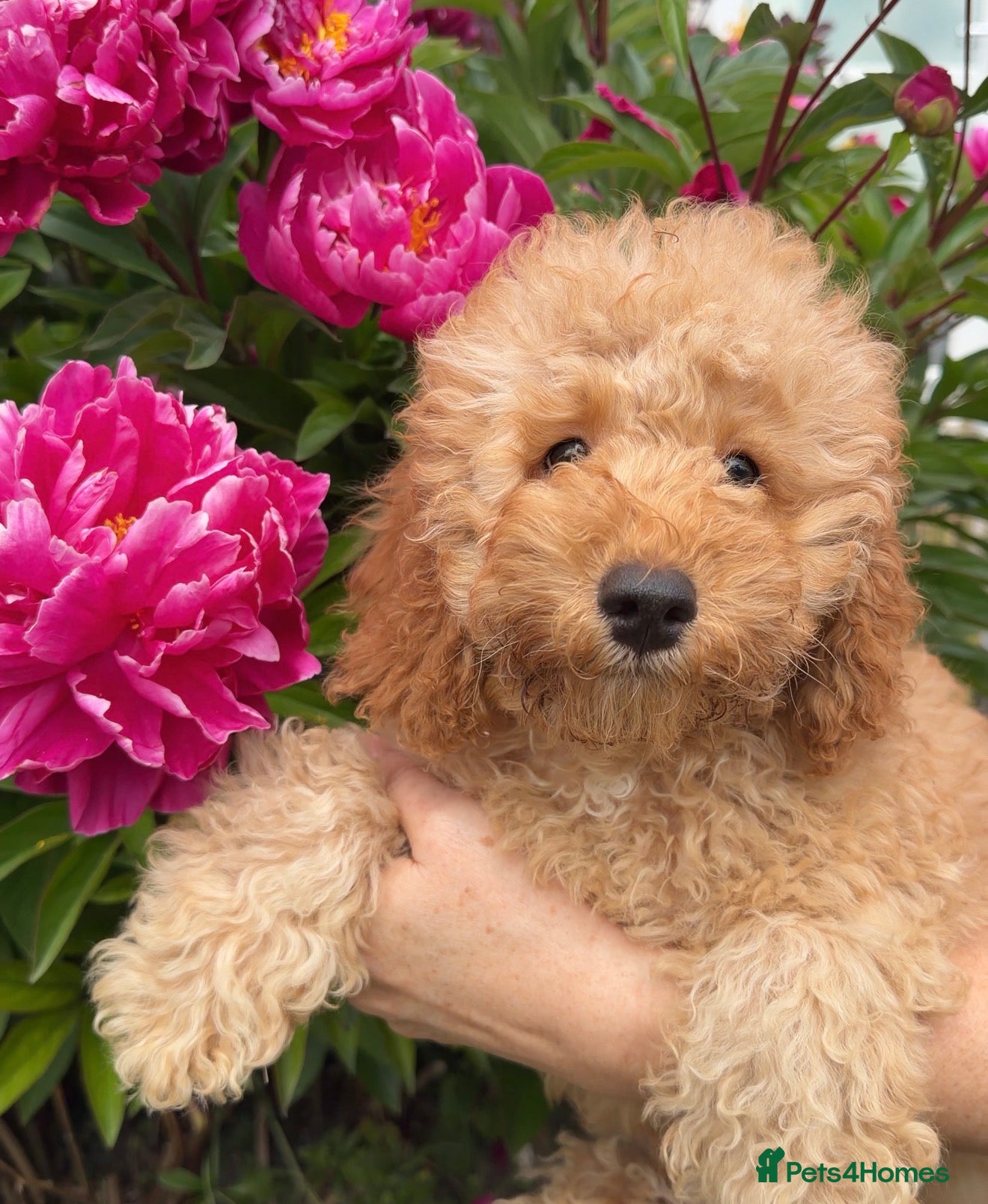 Cavapoo dogs Last few Cavapoo Puppies Left Ready to Leave - Advert 1