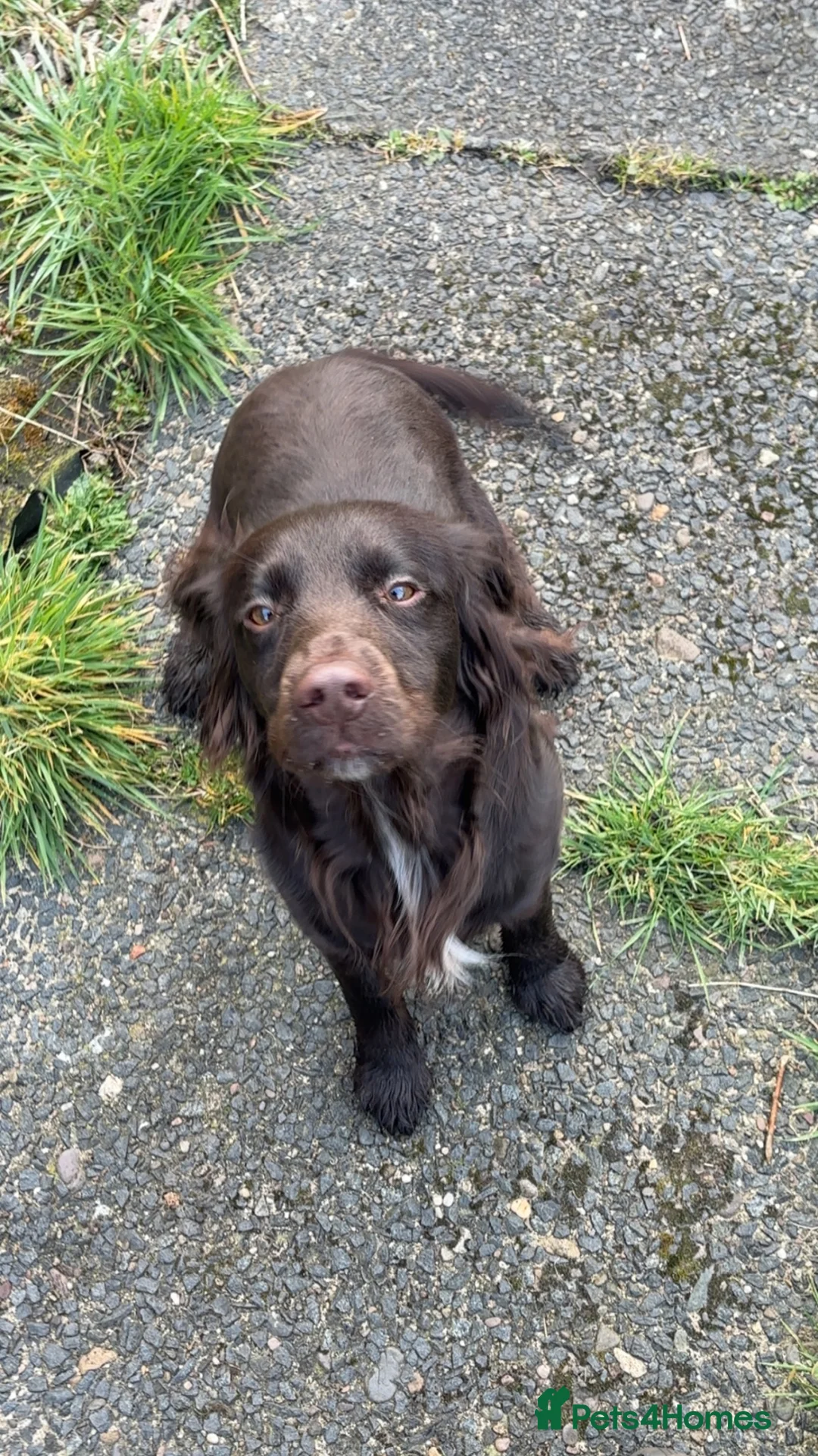 Cocker Spaniel dogs for stud: Miles  in Irvine - Advert 2