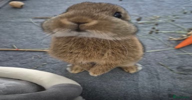 Netherland Dwarf rabbits - Advert 2