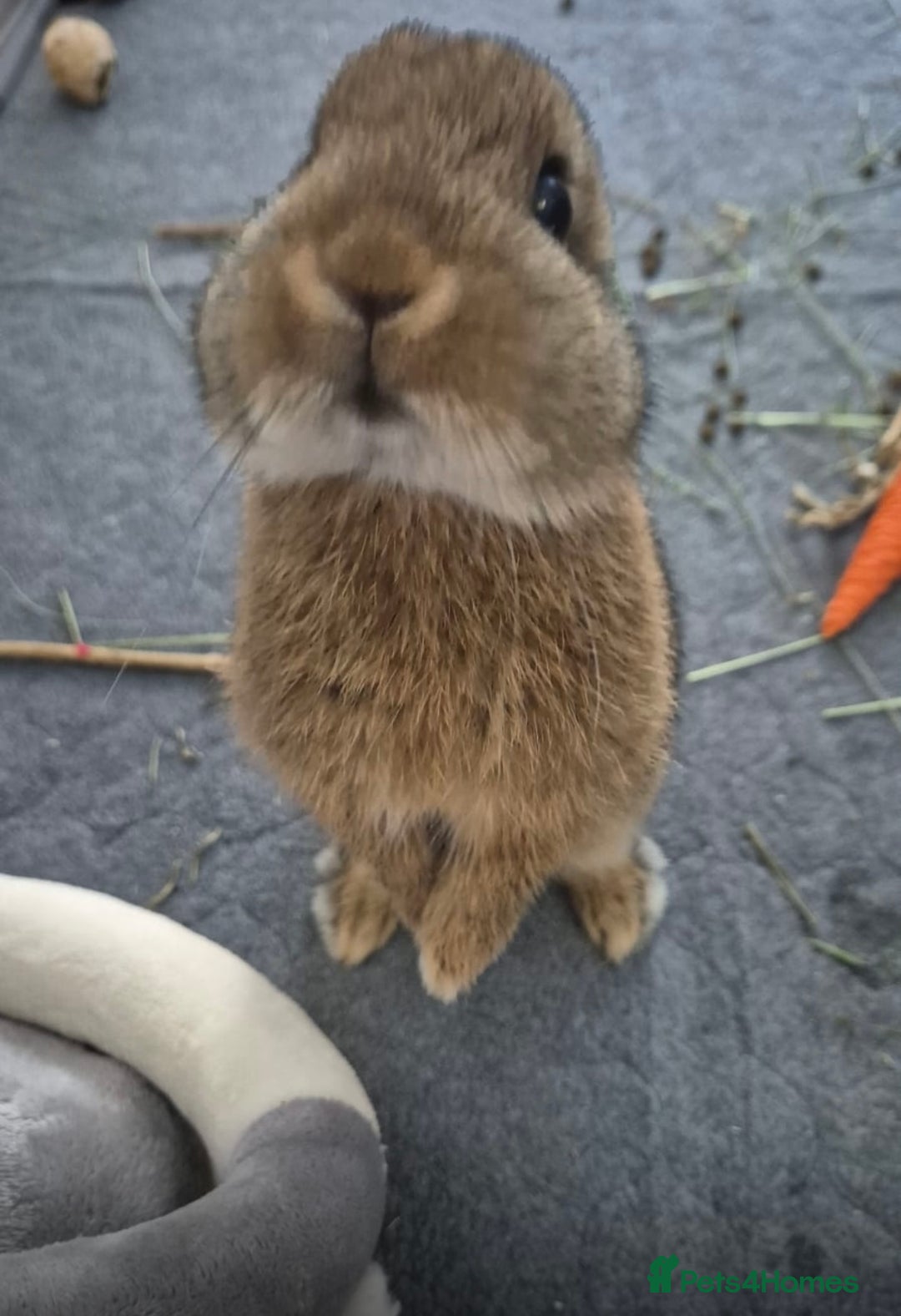 Netherland Dwarf rabbits for sale: Maple - Image 2