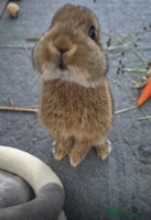 Netherland Dwarf rabbits - Advert 7