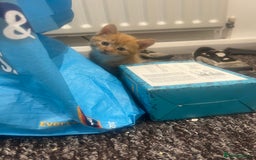 Mixed Breed cats for sale: Sweet ginger girls  - Image 3