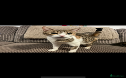 British Shorthair cats for sale: British shorthair  - Image 4