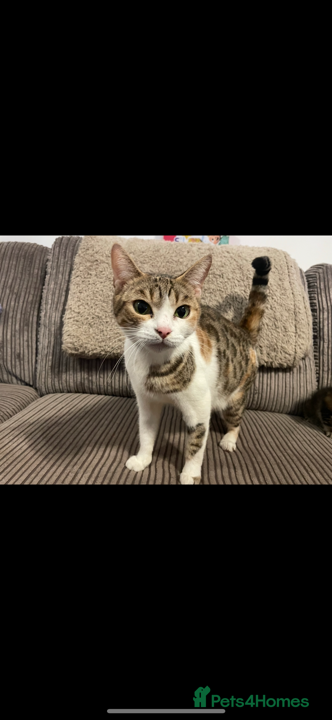 British Shorthair cats for sale: British shorthair  - Image 4