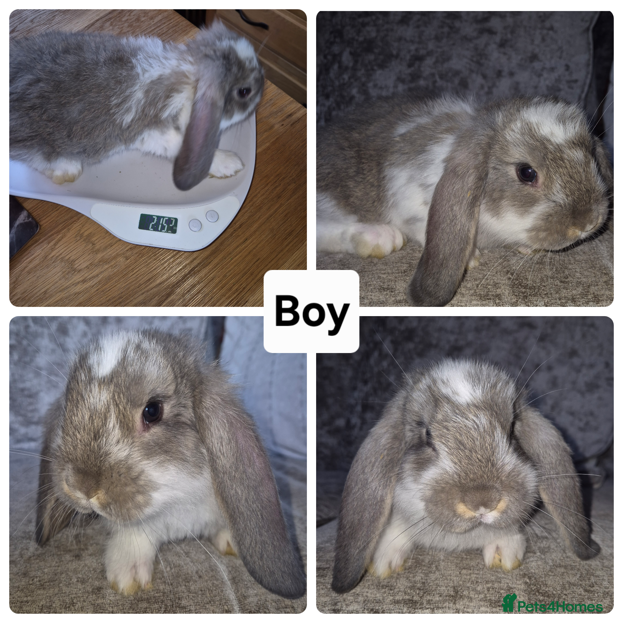 French Lop rabbits Beautiful French Lops - Advert 7