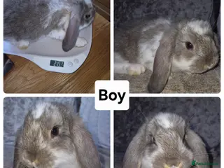 French Lop rabbits Beautiful French Lops - Advert 7