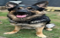 German Shepherd dogs for sale: Stunning German Shepard Litter Only 4 girls left - Image 33