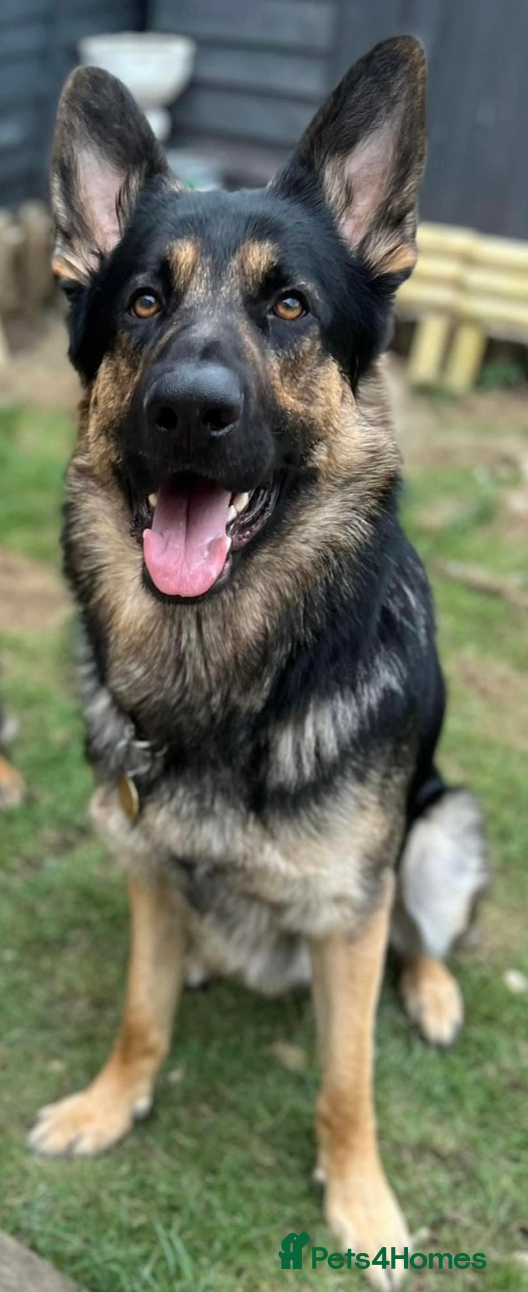 German Shepherd dogs for sale: Stunning German Shepard Litter Only 4 girls left - Image 33