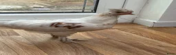 Chickens poultry for sale: Friendly American Silkie Looking for a Loving Home - Advert 3