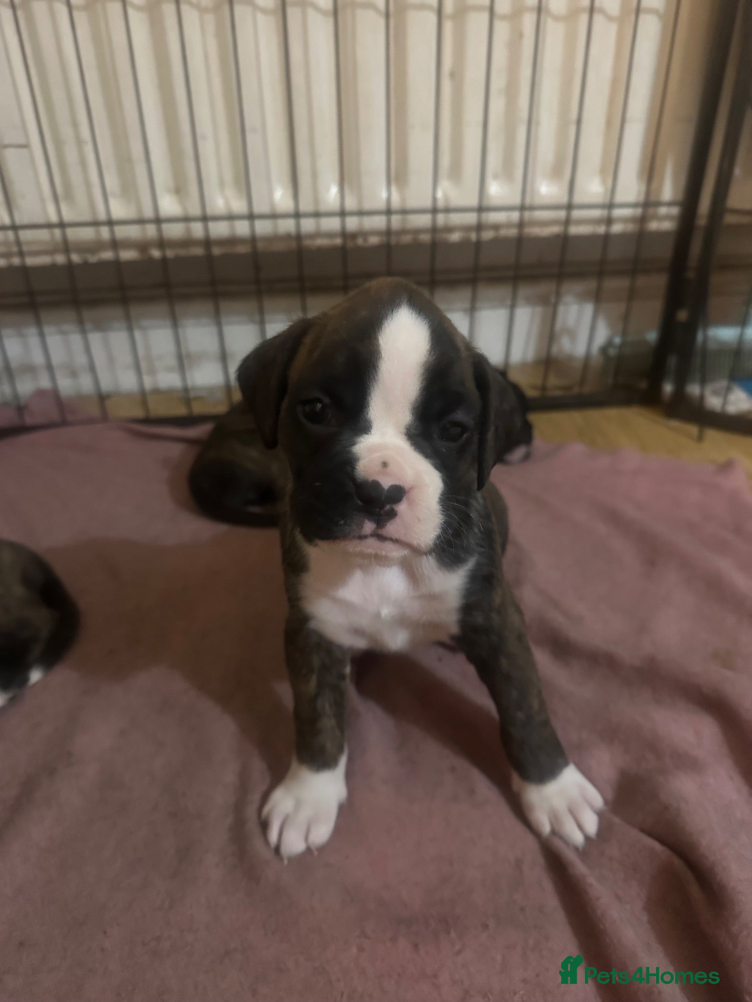 Boxer dogs KC Registered Boxer Puppies - health tested - Advert 2