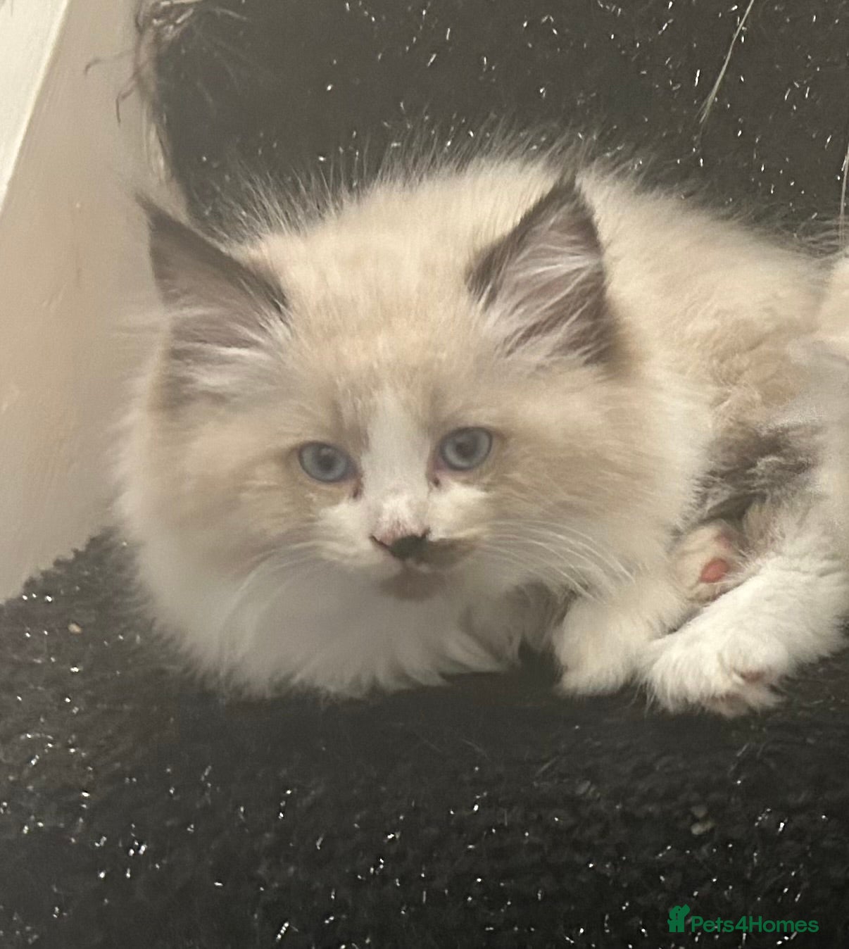 Ragdoll cats for sale: RAGDOLL Cross Kitten  - Advert 5