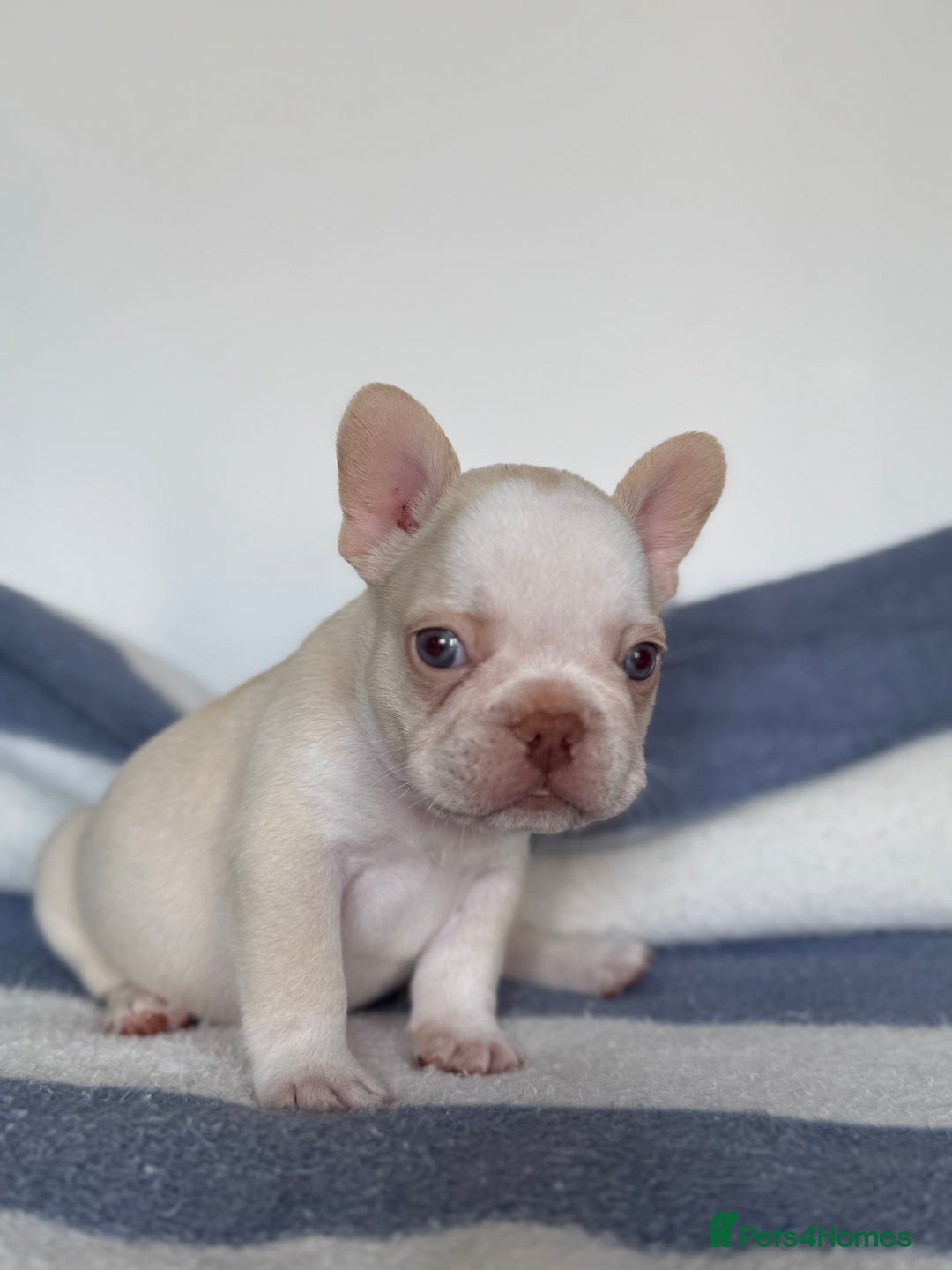 French Bulldog dogs for sale: Hikema X Cheeko (French bulldogs) - Image 10